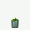 Peperomia Lemon Lime